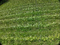 vineyard_segmentation project thumbnail