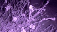 POLLINATOR NIGHT NEW project thumbnail