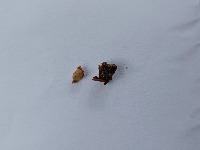 Bee Egg project thumbnail