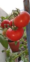 tomatoes-2-2wvhj-aml8q-mpzp project thumbnail