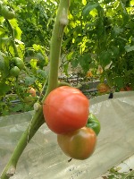 tomato project thumbnail