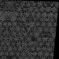 trees Instance Segmentation Dataset by oil palm trees detection