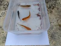 sizing fish project thumbnail