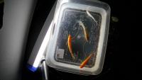 Sepat Fish project thumbnail