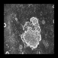 organoid2 project thumbnail