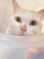 cat-face-classification project thumbnail
