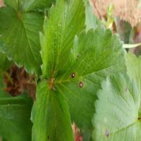 strawberry-disease-2 project thumbnail