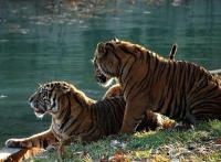 wildanimals project thumbnail