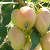 yolov7_apple_detection project thumbnail
