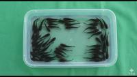 catfish-fry project thumbnail