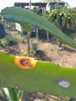 dfruit stem disease resnet-50 project thumbnail