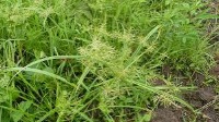 Weed Detection26 project thumbnail