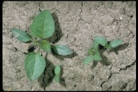 Weed Detection25 project thumbnail