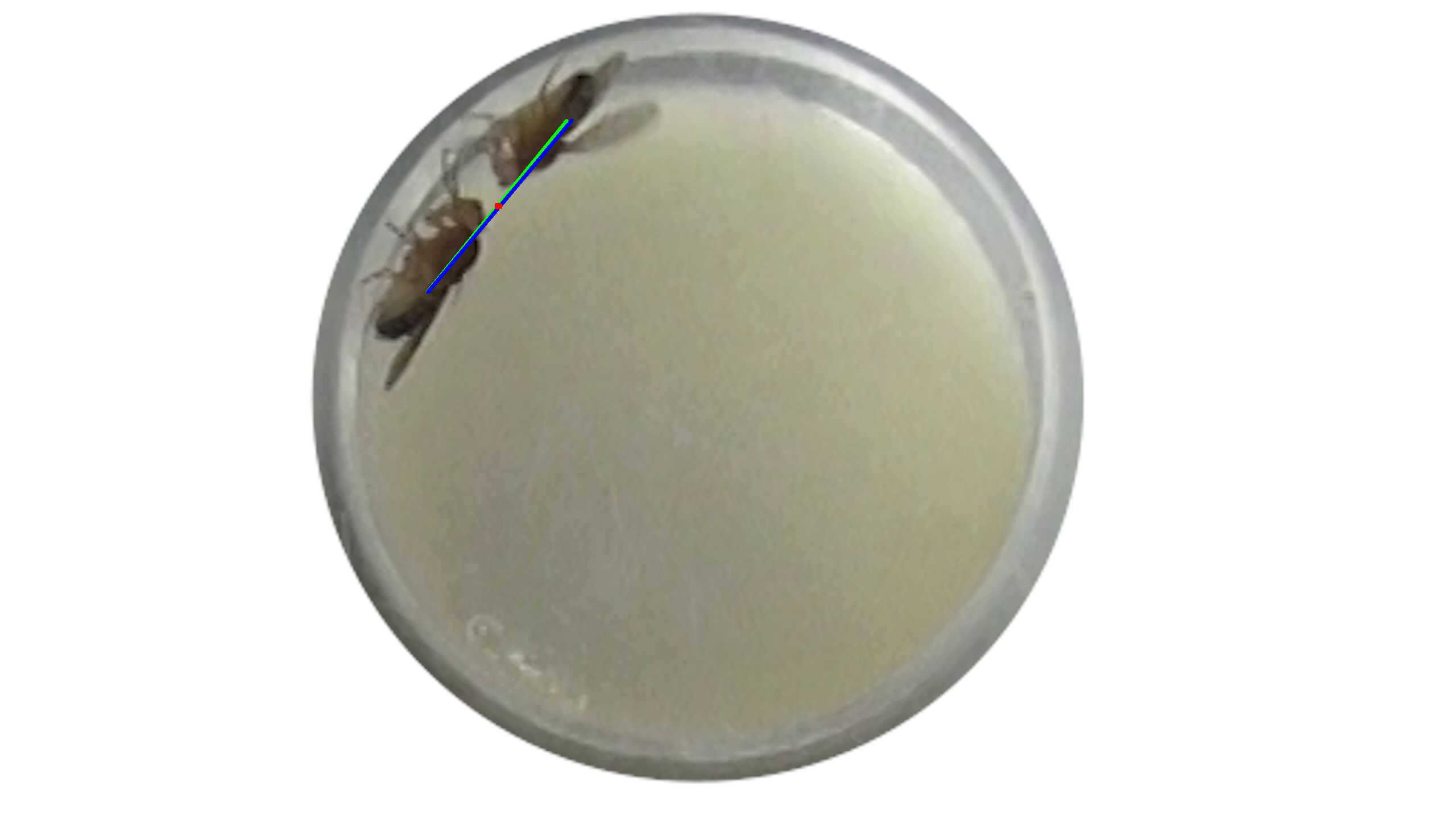 fruit fly test2 Instance Segmentation Model by pass
