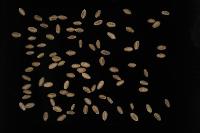 wheat_segmentation project thumbnail