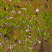 lemna-minor-detection project thumbnail
