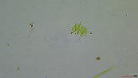BioFitoLite project thumbnail