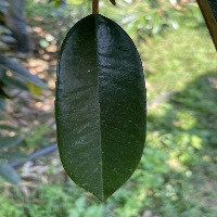 Classification of diseases on durian trees project thumbnail