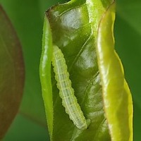 Insectes project thumbnail
