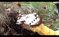 bee project thumbnail
