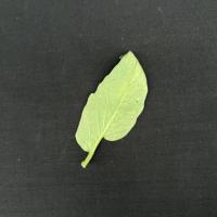 ORG 60 25 15 project thumbnail