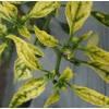 chili plant project thumbnail