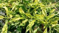 Find yellowish leaves project thumbnail