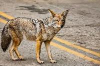 Canine detection project thumbnail