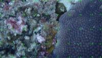 dinding-laut project thumbnail