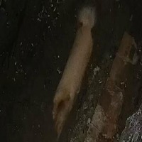 Dogs project thumbnail