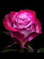rose seg project thumbnail