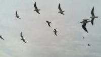 Bird_Only project thumbnail