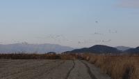bird_detection project thumbnail