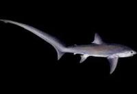 Thresher Shark project thumbnail