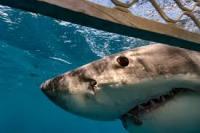 Great White Shark project thumbnail