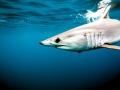 Mako Shark project thumbnail