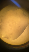 Lonely Paramecium project thumbnail