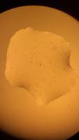 paramecium + droplet project thumbnail