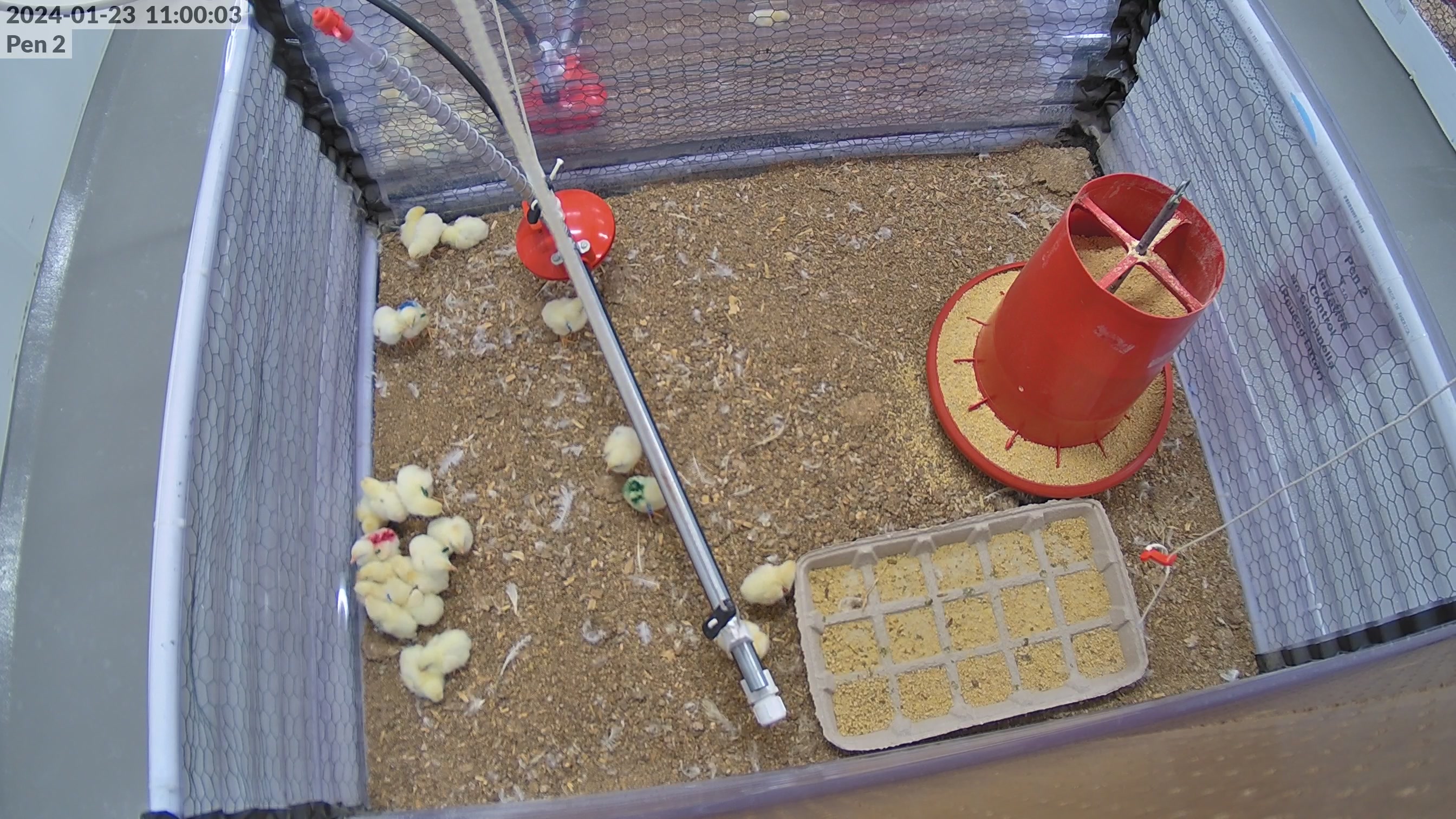 hen detection - Roboflow Universe