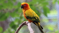 animal project thumbnail