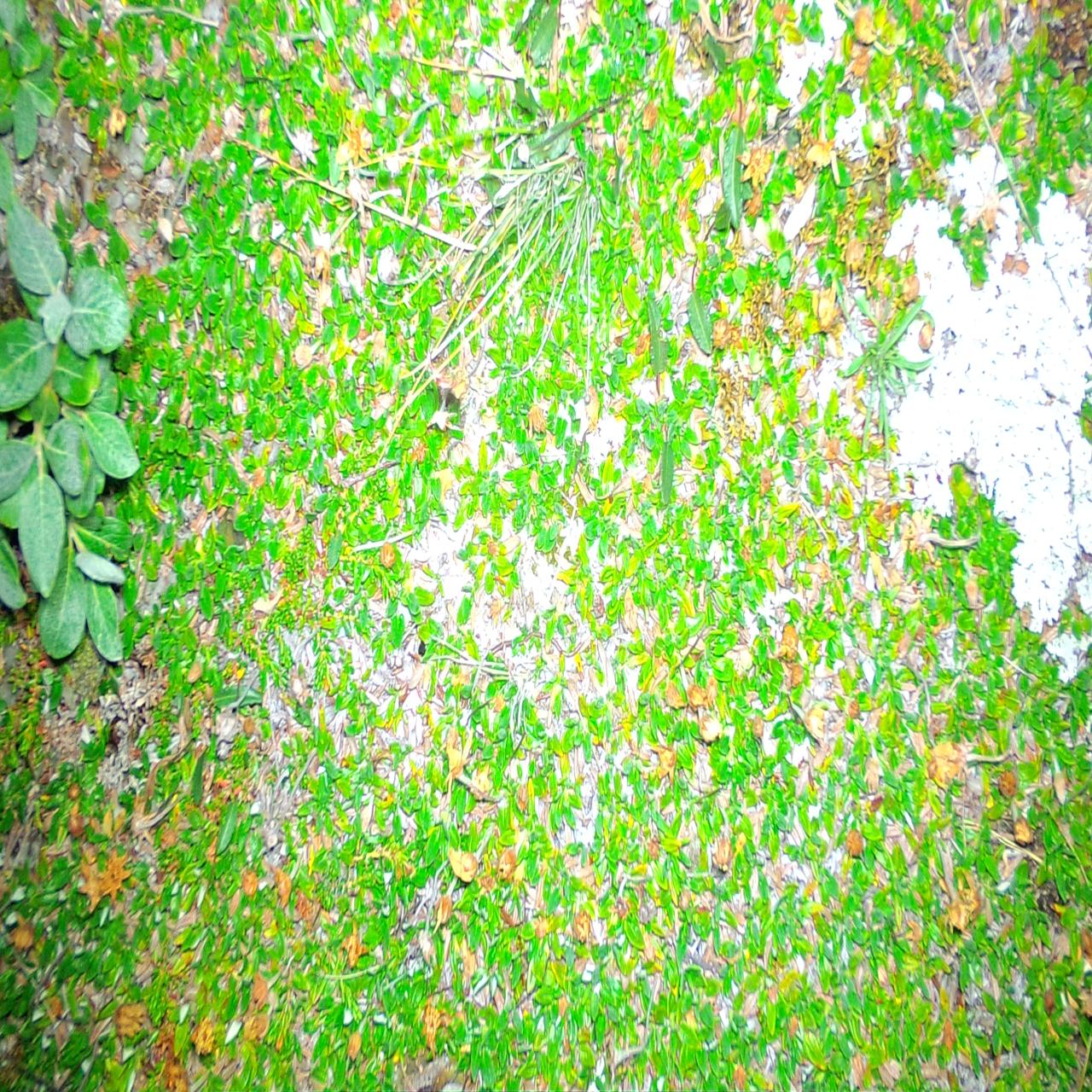 Tiling Object Detection Dataset by YoloFLOWER