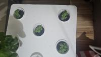 Plant Leaf Counter project thumbnail