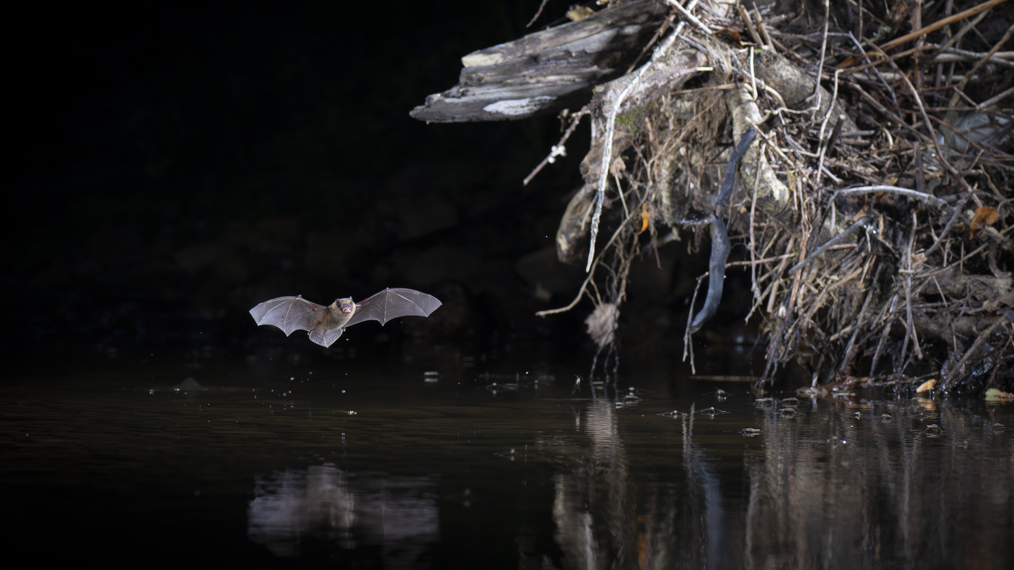 new_bat_annotation Instance Segmentation Dataset by batannotation