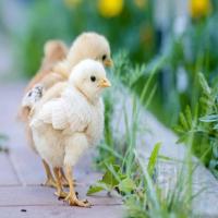 Chicken-Week-1 project thumbnail