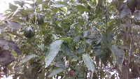 Pepper Detector project thumbnail