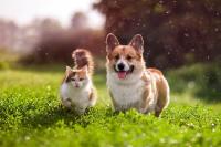 dog and cat project thumbnail