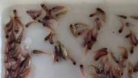 fish dataset1 project thumbnail