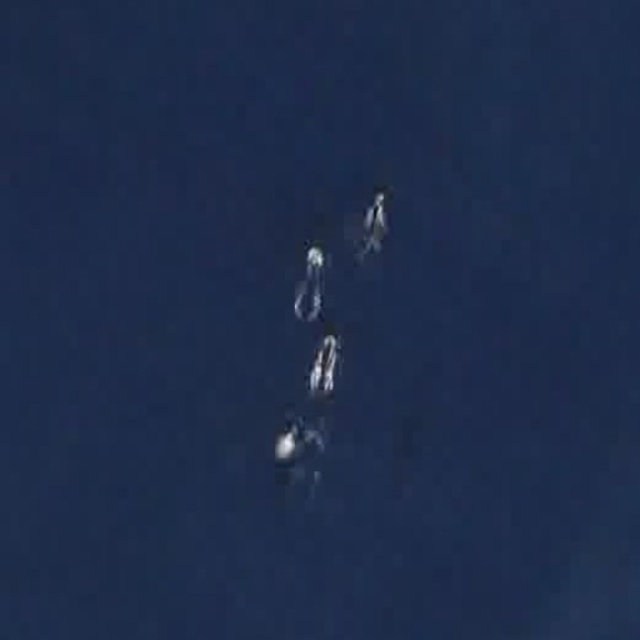 integrated dataset Object Detection Model by finwhales