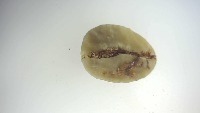 cafebean project thumbnail