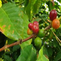 coffee_fruit project thumbnail